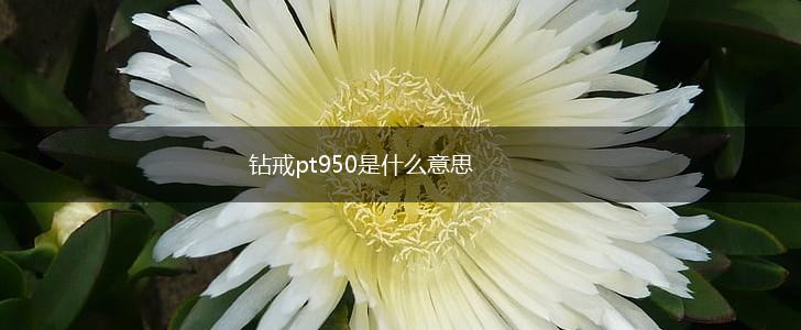 钻戒pt950是什么意思,第1张