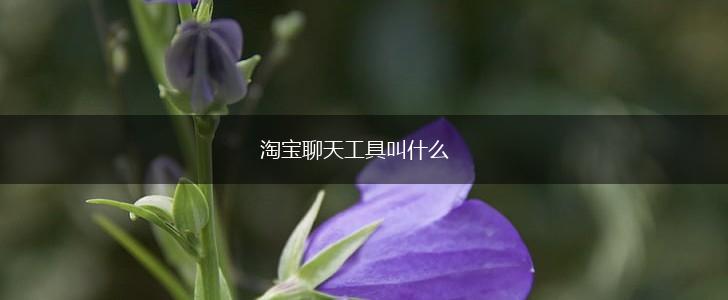 淘宝聊天工具叫什么,第1张