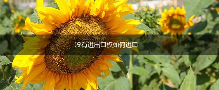 没有进出口权如何进口,第1张