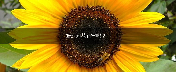 蚯蚓对花有害吗？,第1张