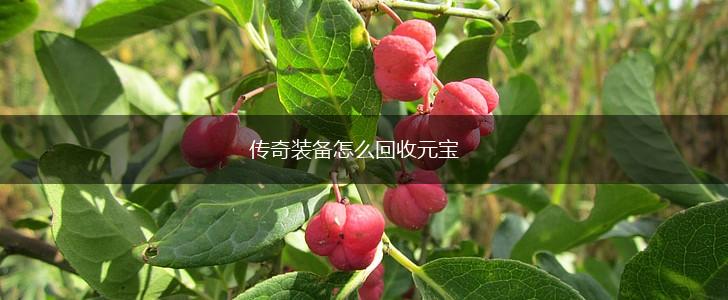 传奇装备怎么回收元宝,第1张