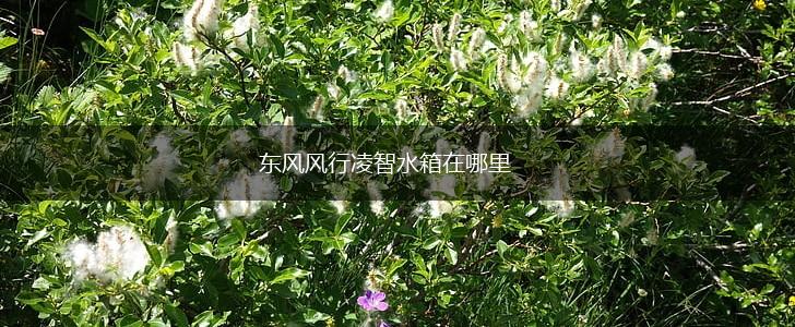 东风风行凌智水箱在哪里,第1张
