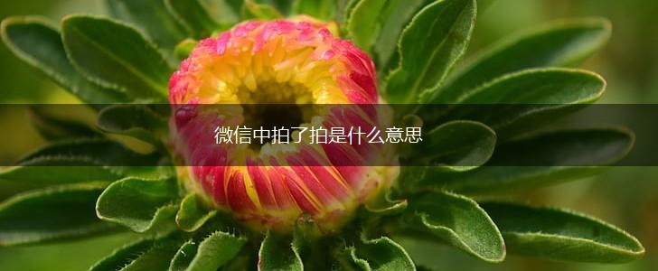 微信中拍了拍是什么意思,第1张