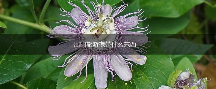 出国旅游携带什么东西,第1张 出国旅游携带什么东西,第1张