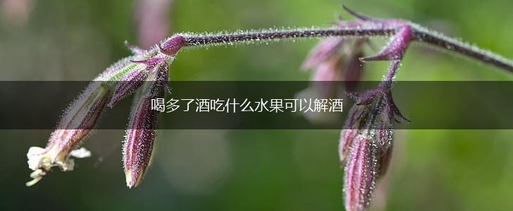 喝多了酒吃什么水果可以解酒,第1张