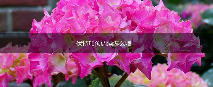 伏特加预调酒怎么喝,第1张