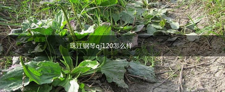 珠江钢琴qj120怎么样,第1张