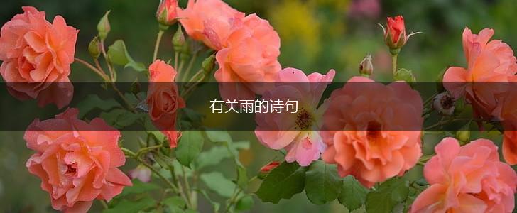 有关雨的诗句,第1张