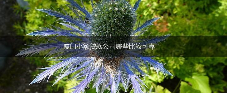 厦门小额贷款公司哪些比较可靠,第1张