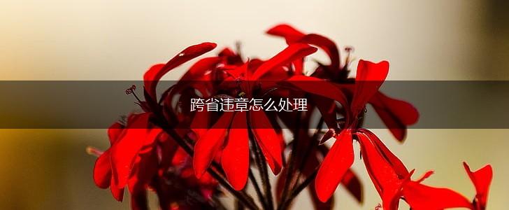 跨省违章怎么处理,第1张