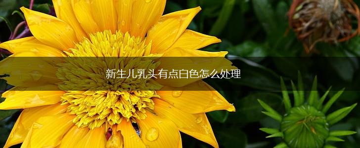 新生儿乳头有点白色怎么处理,第1张