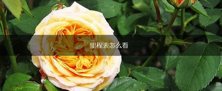里程表怎么看,第1张