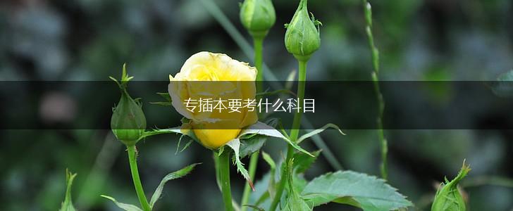专插本要考什么科目,第1张