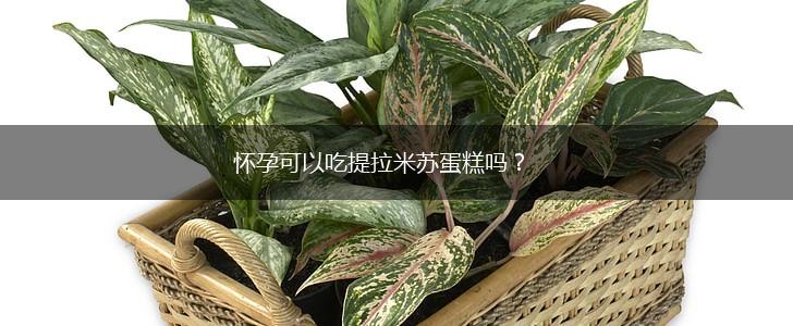 怀孕可以吃提拉米苏蛋糕吗？,第1张