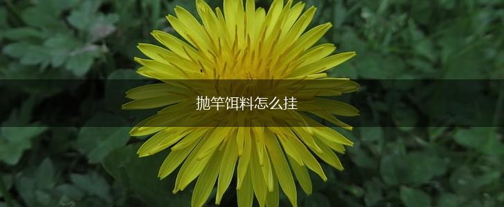 抛竿饵料怎么挂,第1张