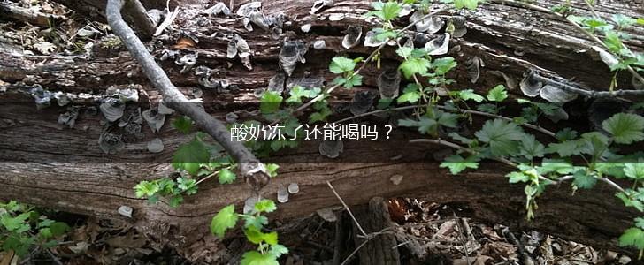 酸奶冻了还能喝吗？,第1张