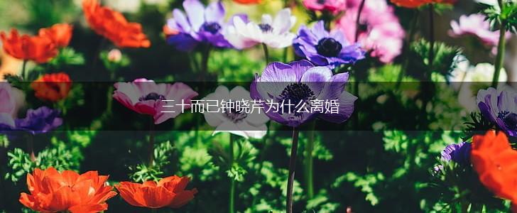 三十而已钟晓芹为什么离婚,第1张