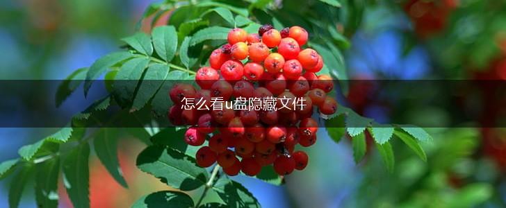 怎么看u盘隐藏文件,第1张 怎么看u盘隐藏文件,第1张