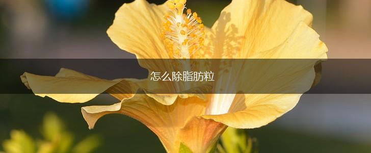 怎么除脂肪粒,第1张
