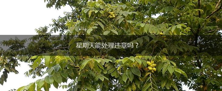 星期天能处理违章吗？,第1张