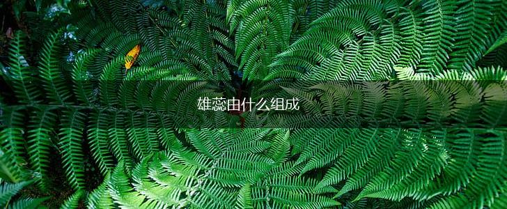 雄蕊由什么组成,第1张