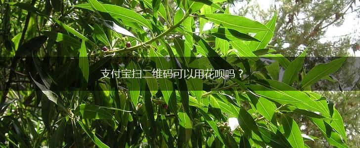 支付宝扫二维码可以用花呗吗？,第1张