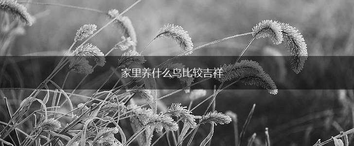 家里养什么鸟比较吉祥,第1张