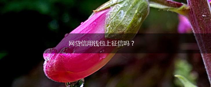 网贷信用钱包上征信吗？,第1张