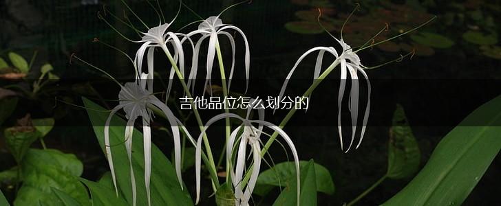 吉他品位怎么划分的,第1张