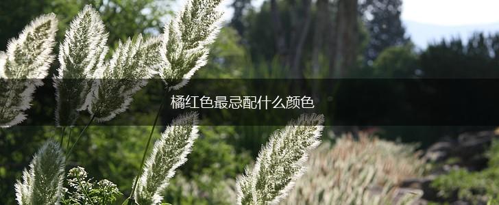 橘红色最忌配什么颜色,第1张