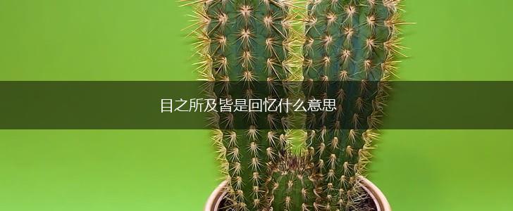 目之所及皆是回忆什么意思,第1张