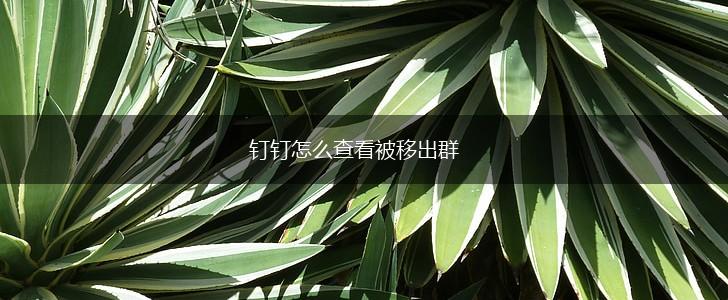 钉钉怎么查看被移出群,第1张