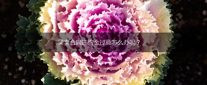 买卖合同违约金过高怎么办呢？,第1张