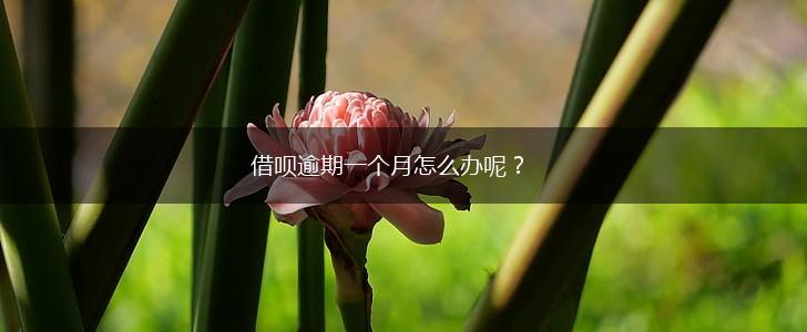 借呗逾期一个月怎么办呢？,第1张