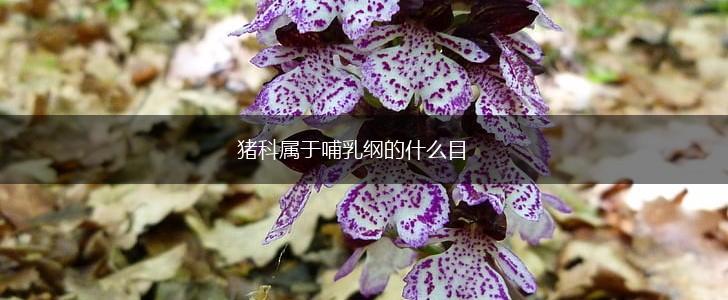 猪科属于哺乳纲的什么目,第1张