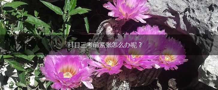 科目三考前紧张怎么办呢？,第1张
