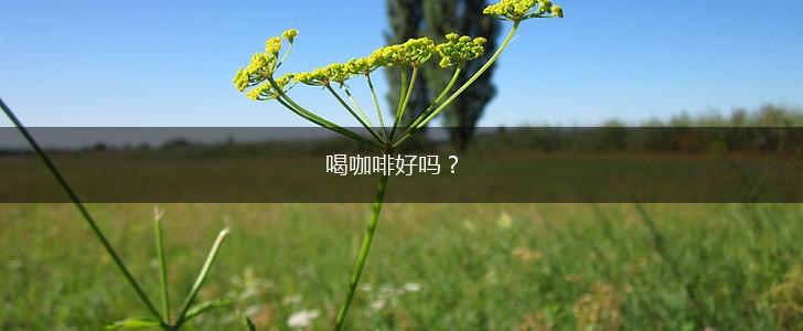 喝咖啡好吗？,第1张