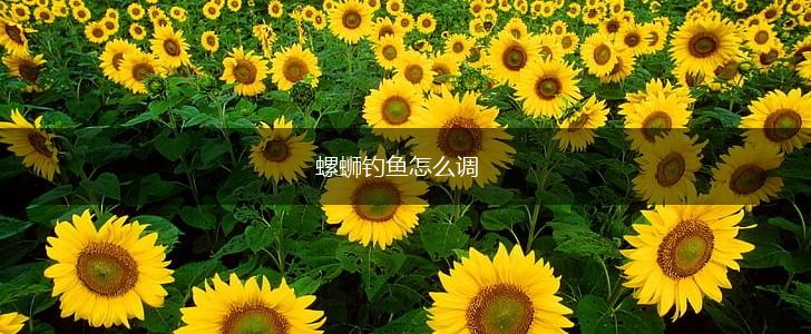 螺蛳钓鱼怎么调,第1张