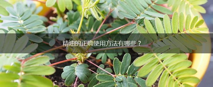 精油的正确使用方法有哪些？,第1张