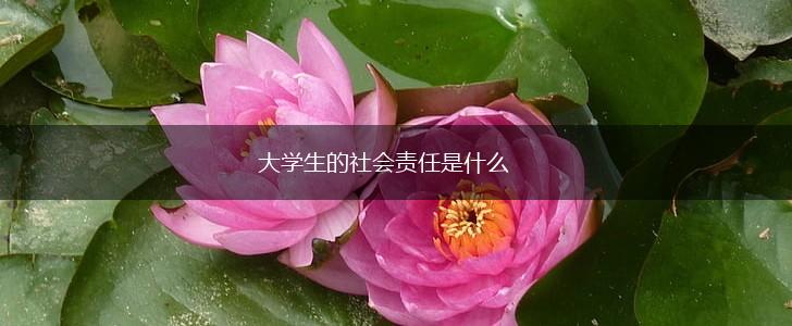 大学生的社会责任是什么,第1张