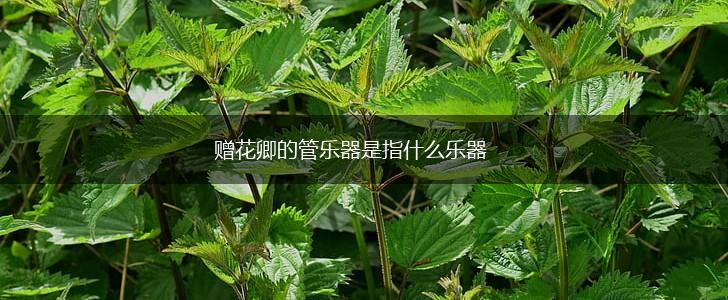 赠花卿的管乐器是指什么乐器,第1张