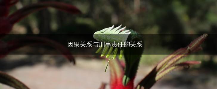 因果关系与刑事责任的关系,第1张