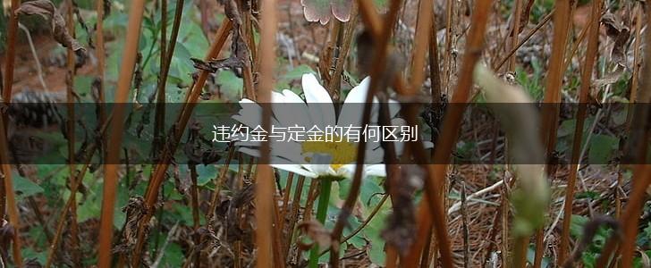 违约金与定金的有何区别,第1张
