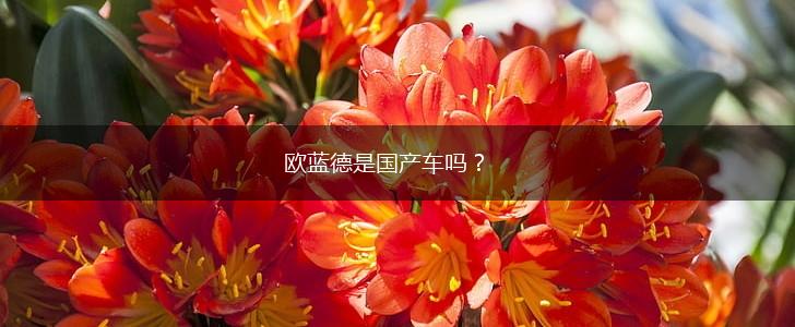 欧蓝德是国产车吗？,第1张