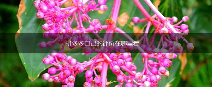 拼多多自己的评价在哪里看,第1张