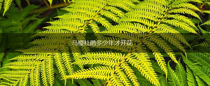 马樱杜鹃多少年才开花,第1张