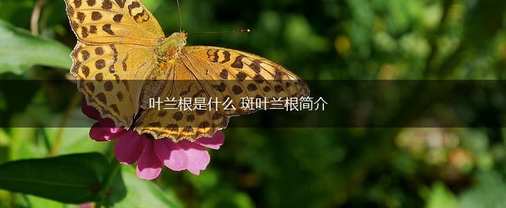 叶兰根是什么 斑叶兰根简介,第1张