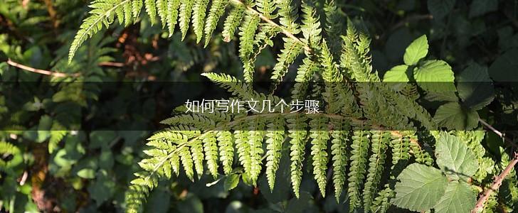 如何写作文几个步骤,第1张