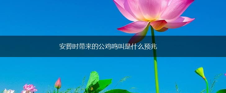 安葬时带来的公鸡鸣叫是什么预兆,第1张