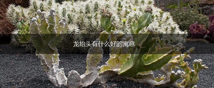 龙抬头有什么好的寓意,第1张